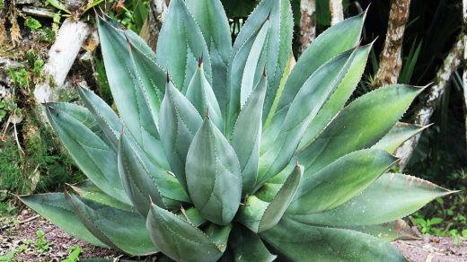 aloe vera nasıl yetiştirilir