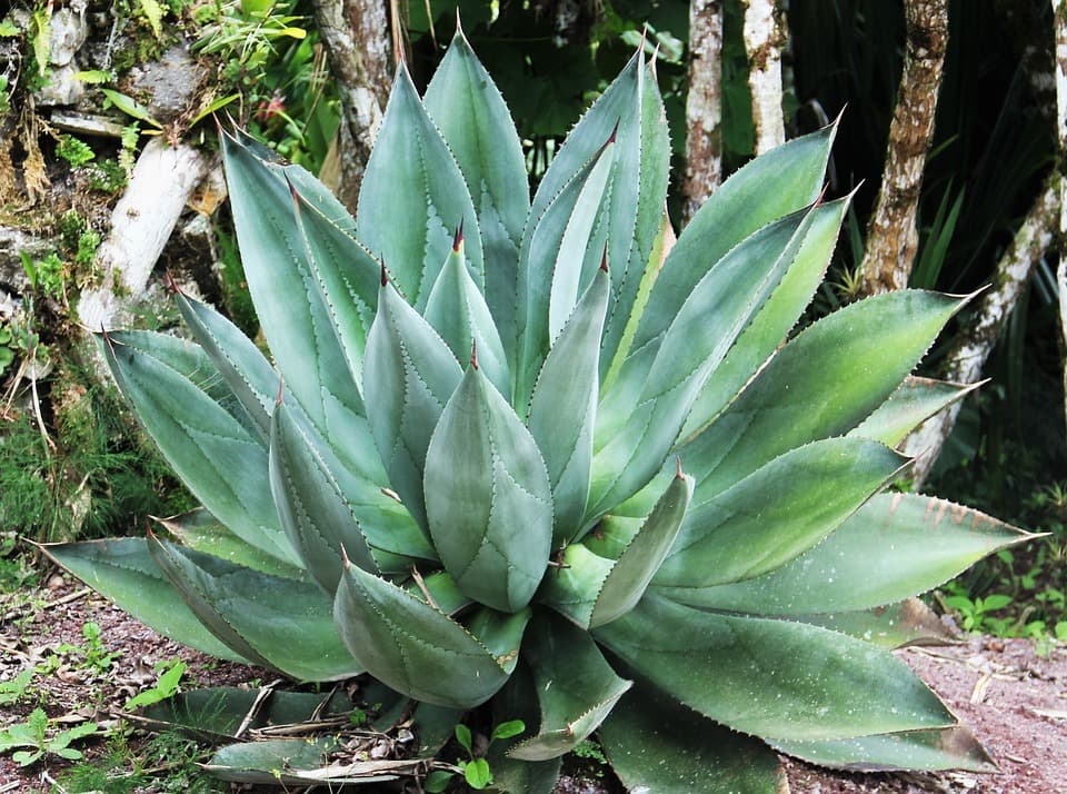 aloe vera nasıl yetiştirilir